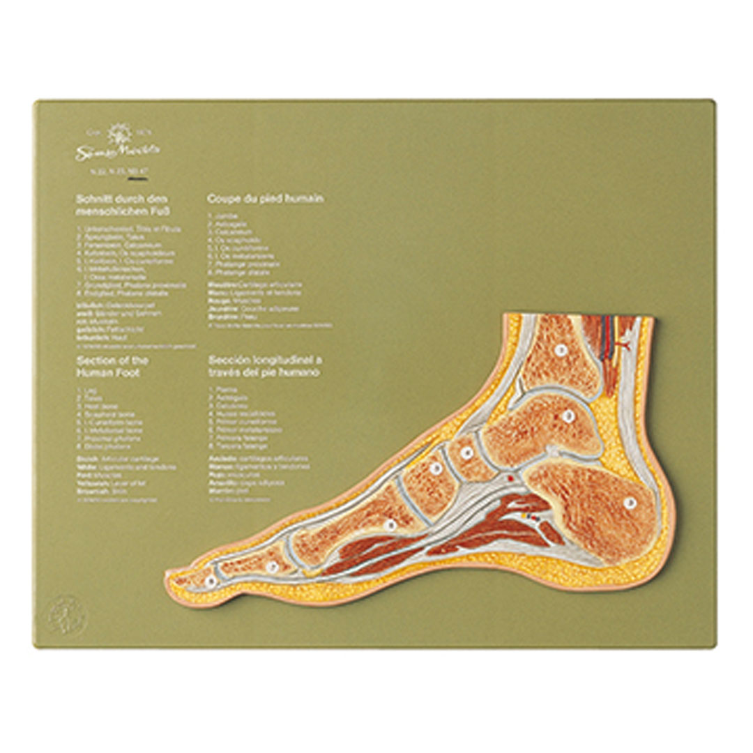 SOMSO® Gelenkschnitt Normalfuss SOMSO® Gelenkschnitt Normalfuss