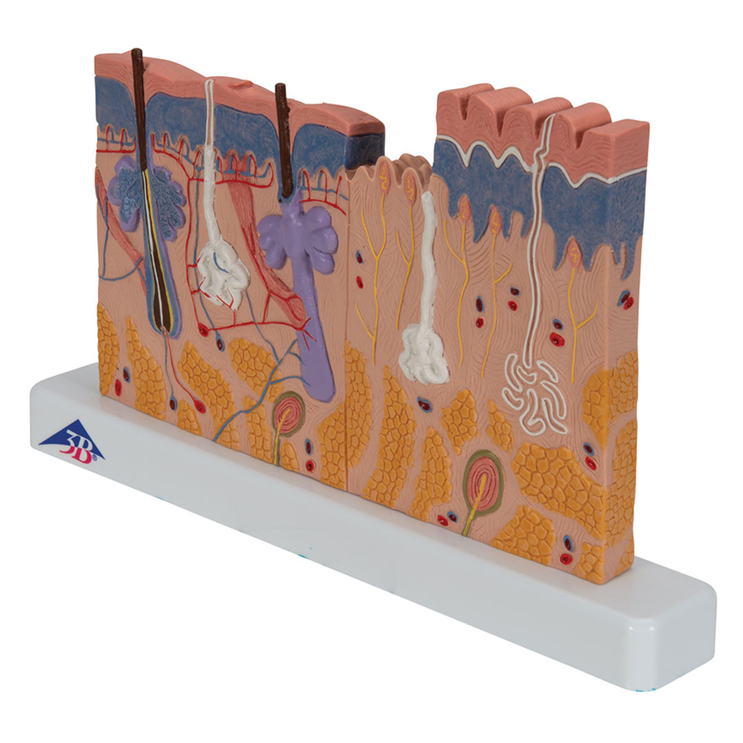 3B SCIENTIFIC Hautdurchschnitt, Tischmodell (J11)