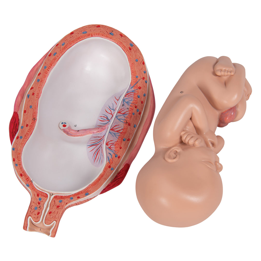 3B SCIENTIFIC Uterus mit Fetus, 7. Mt., 2-tlg. (L10/8)