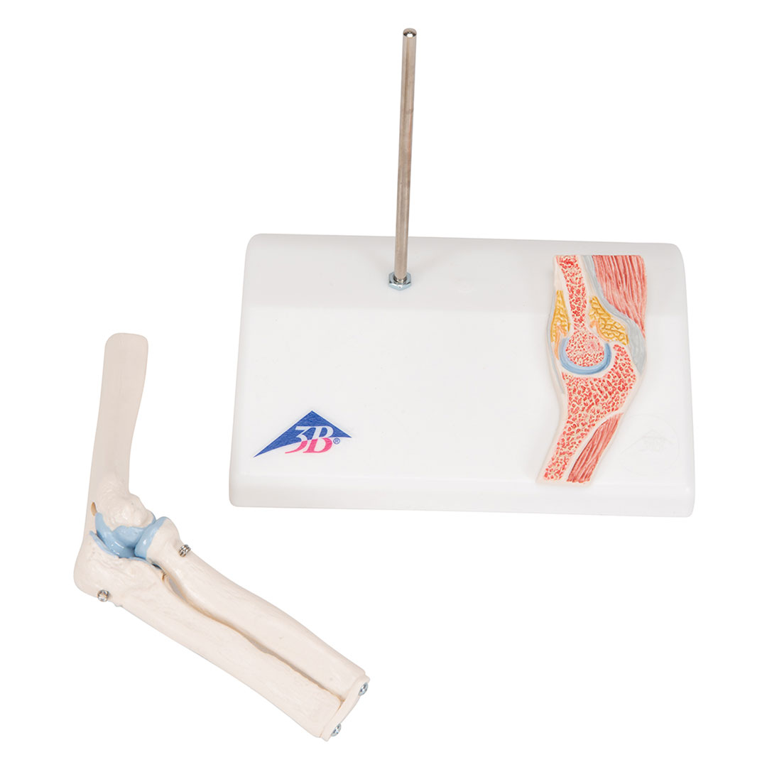 3B SCIENTIFIC Mini-Ellbogengelenk m.Querschnitt (A87/1)