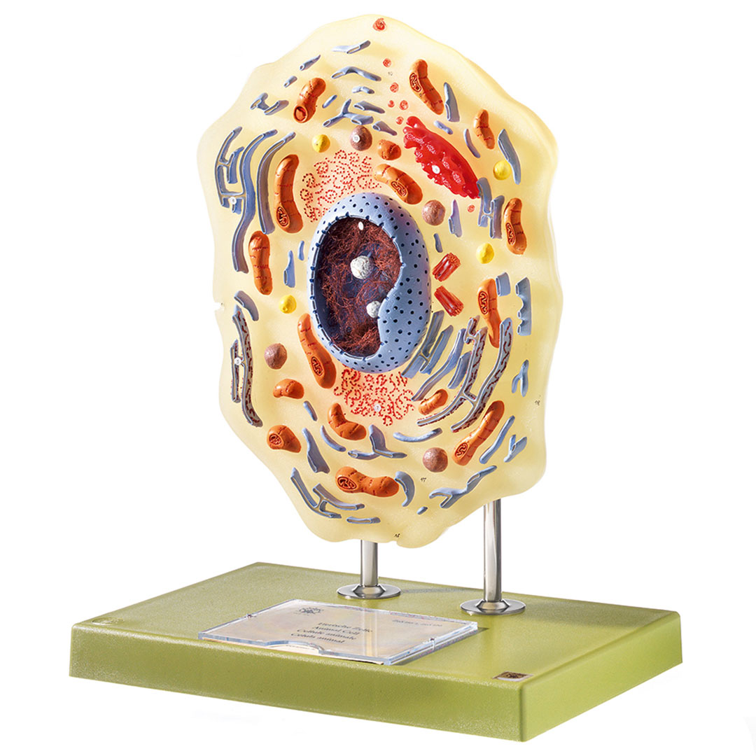 SOMSO® Tierische Zelle, 20000 fach vergrössert