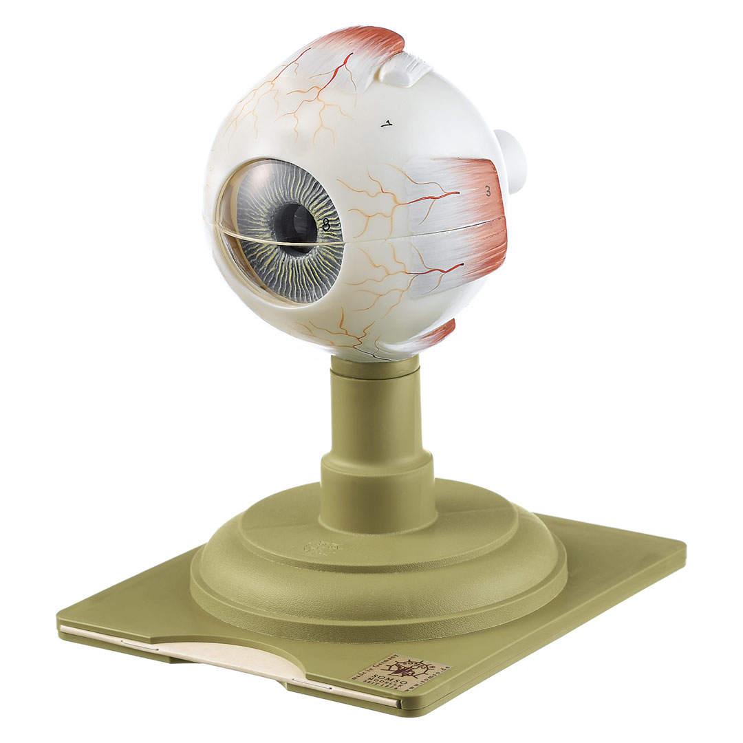 SOMSO® Augapfel, 4fach, 6-teilig,