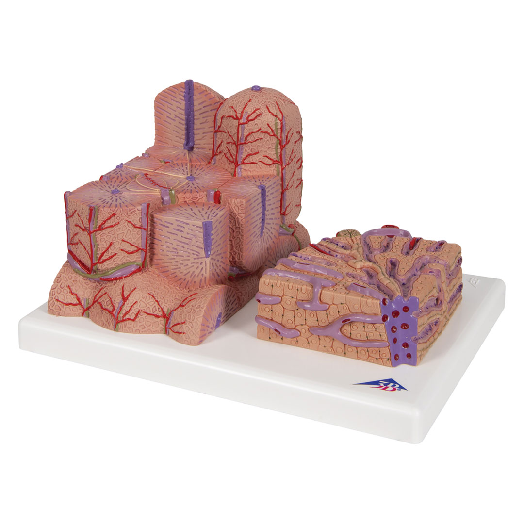 3B SCIENTIFIC Leber, MICROanatomy (K24)
