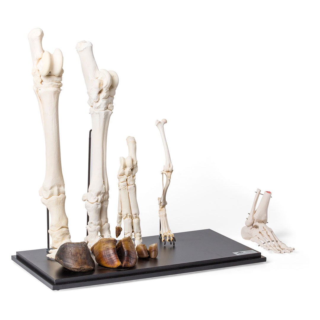 3B SCIENTIFIC Fussformen von Säugetieren Hinterläufe (T300241)