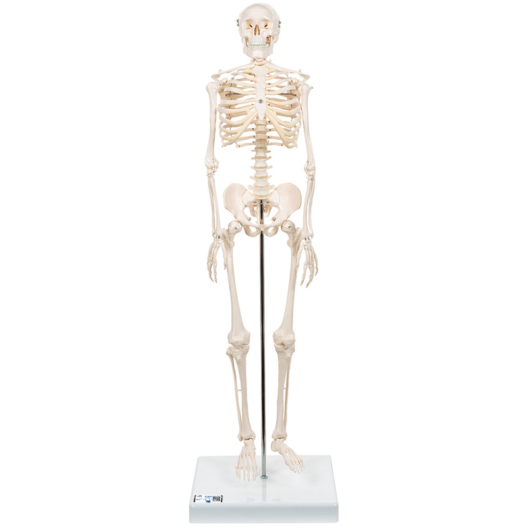 3B SCIENTIFIC Miniskelett Shorty auf Sockel (A18) 3B SCIENTIFIC Miniskelett Shorty auf Sockel (A18)