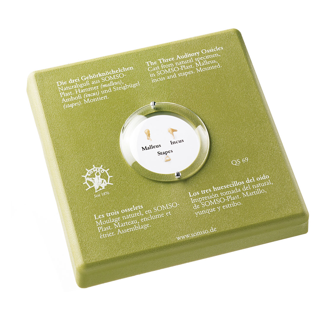 SOMSO® Gehörknöchelchen, Malleus/Incus/Stapes