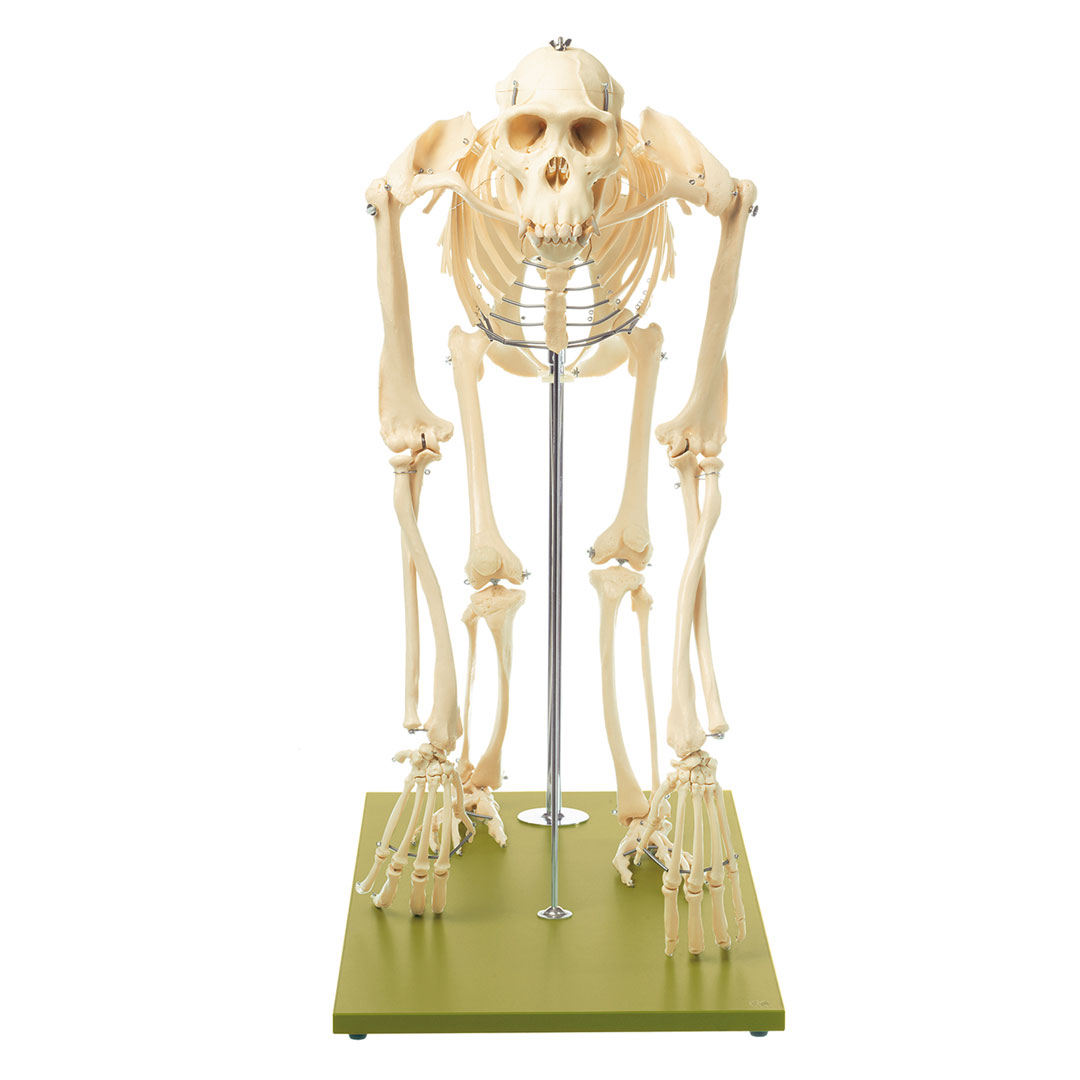 SOMSO® Schimpansen-Skelett