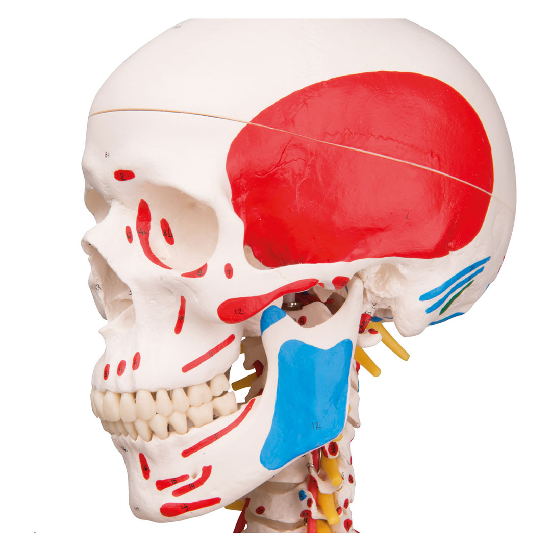 3B SCIENTIFIC Skelett Sam auf Hängestativ mit Bremse (A13/1) 3B SCIENTIFIC Skelett Sam auf Hängestativ mit Bremse (A13/1)