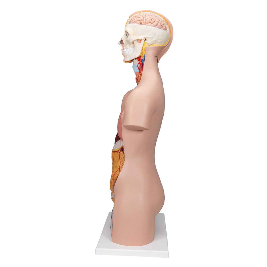 3B SCIENTIFIC Torso mit Kopf, 12-teilig, geschlechtslos (B09)