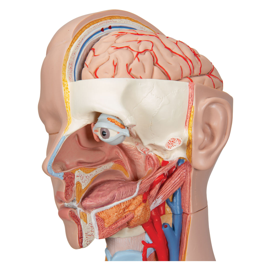 3B SCIENTIFIC Torso 16-teilig m.Kopf,geschlechtslos (B11)