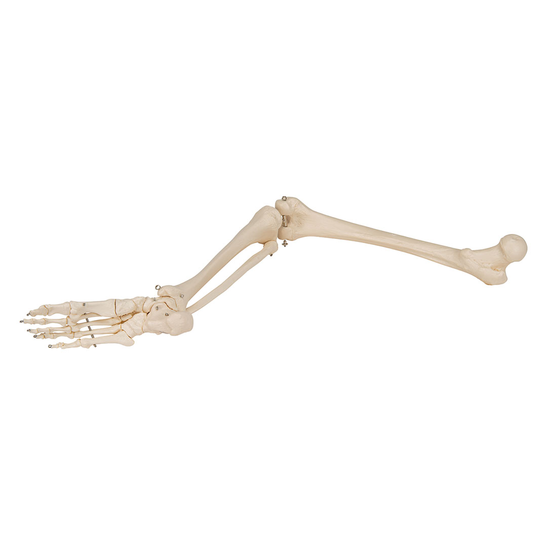 3B SCIENTIFIC Beinskelett Modell mit Fuß (A35R)