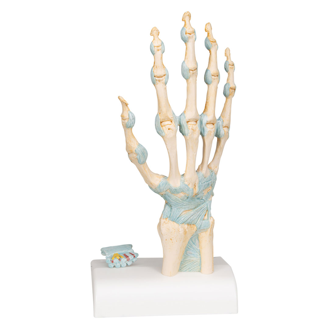 3B SCIENTIFIC Handskelett mit Bändern+Karpaltunnel (M33), 3-teilig 3B SCIENTIFIC Handskelett mit Bändern+Karpaltunnel (M33), 3-teilig