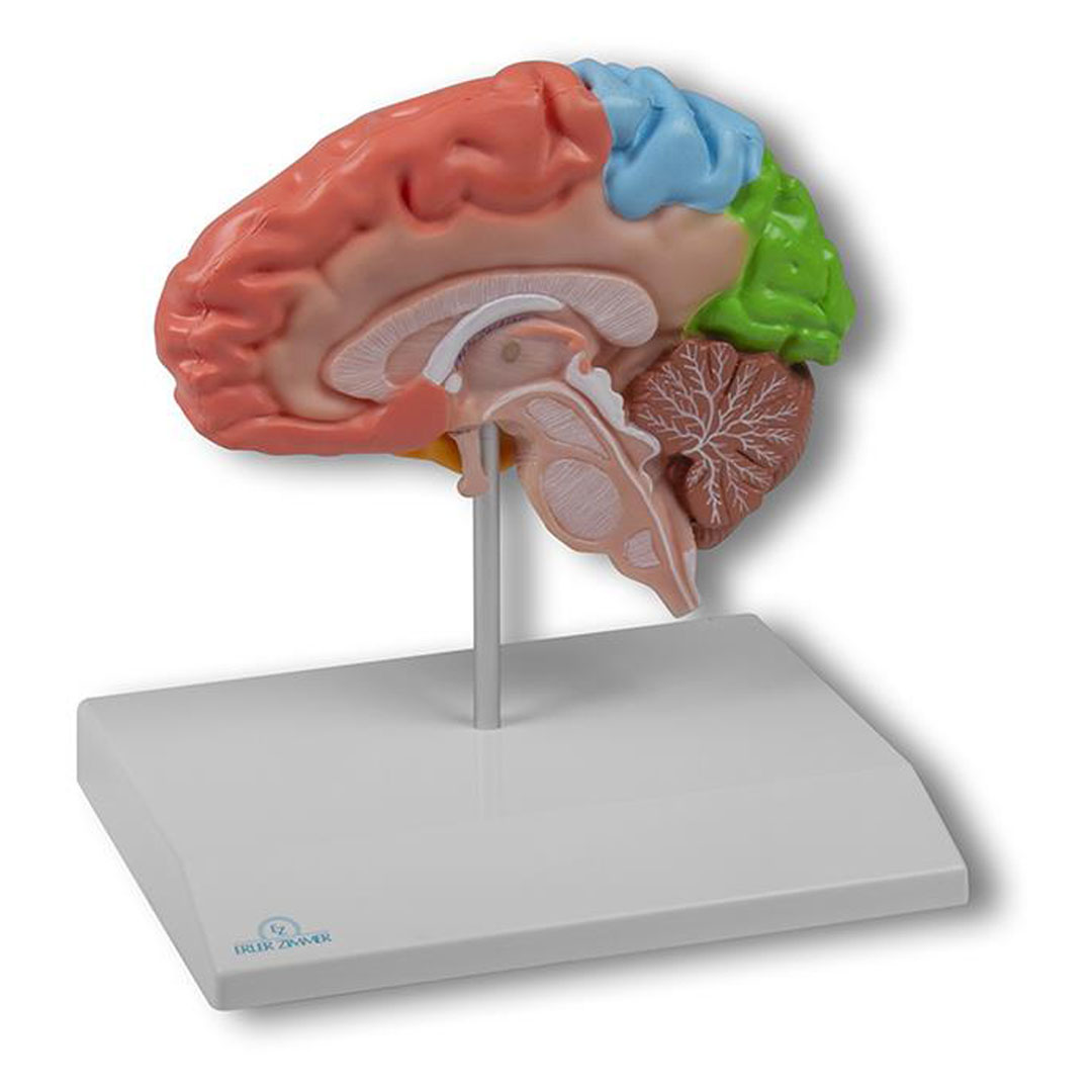 ERLER ZIMMER Gehirnhälfte, regional, lebensgroß - EZ Augmented Anatomy