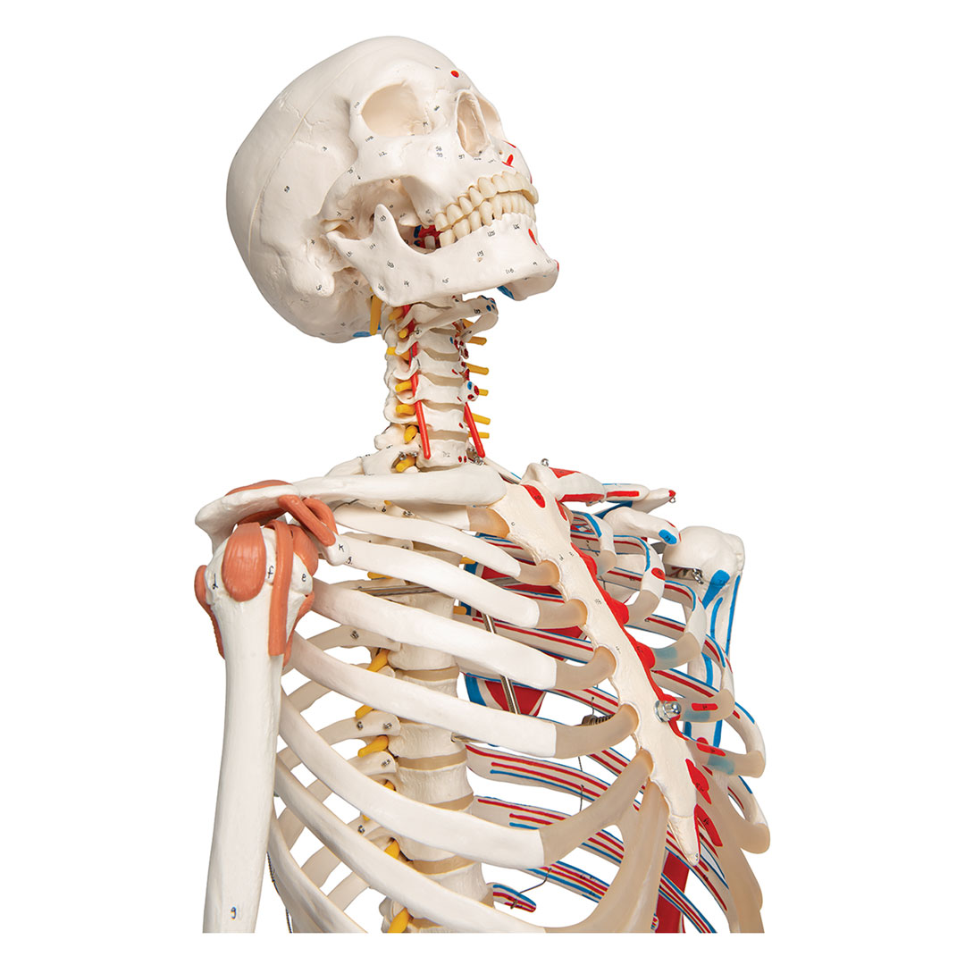 3B SCIENTIFIC Skelett Sam, mit Gelenkbändern, Muskelursprung etc. (A13) 3B SCIENTIFIC Skelett Sam, mit Gelenkbändern, Muskelursprung etc. (A13)