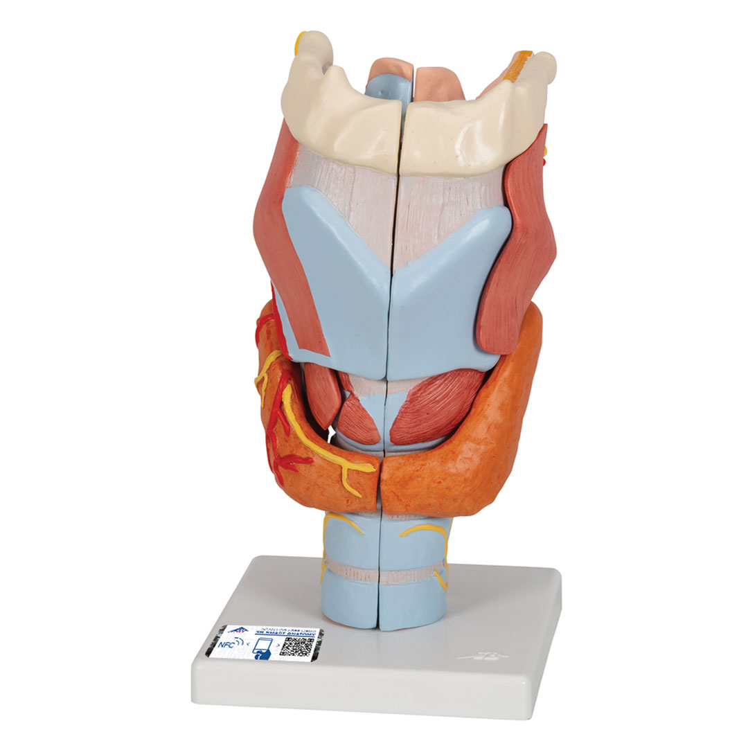 3B SCIENTIFIC Kehlkopf, 7-tlg. 2-fache Grösse (G21)