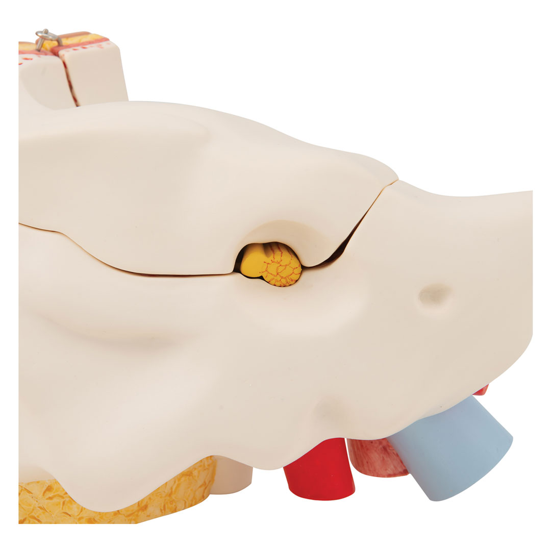 3B SCIENTIFIC Gehörorgan, 3-fach, 6-tlg. (E11)