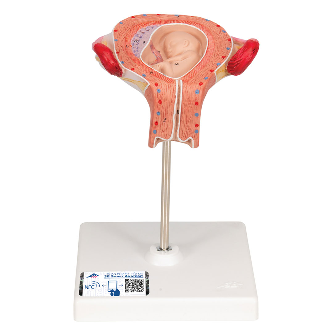 3B SCIENTIFIC Uterus mit Embryo, 3. Monat (L10/3)
