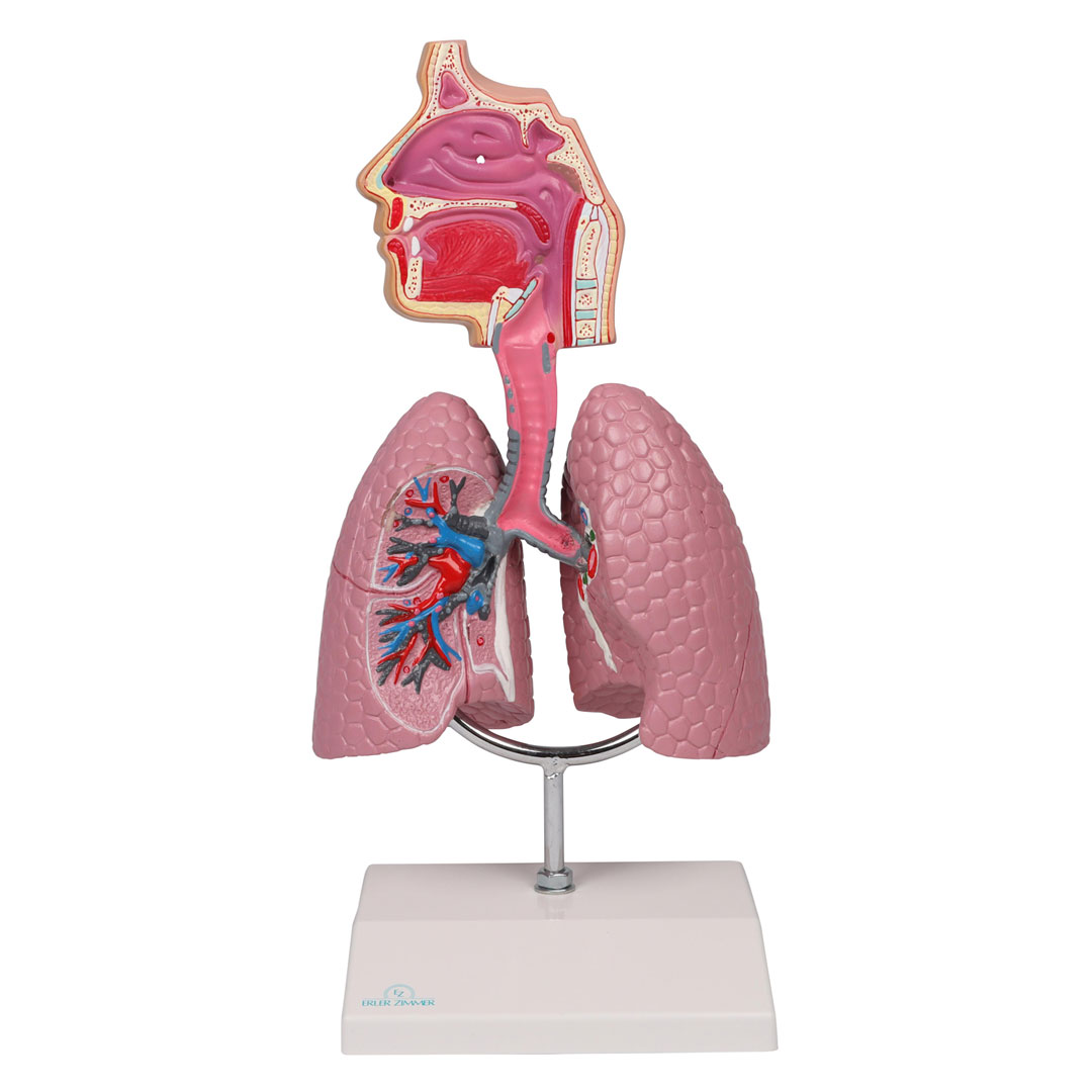 ERLER ZIMMER Atemwegsmodell - EZ Augmented Anatomy ERLER ZIMMER Atemwegsmodell - EZ Augmented Anatomy