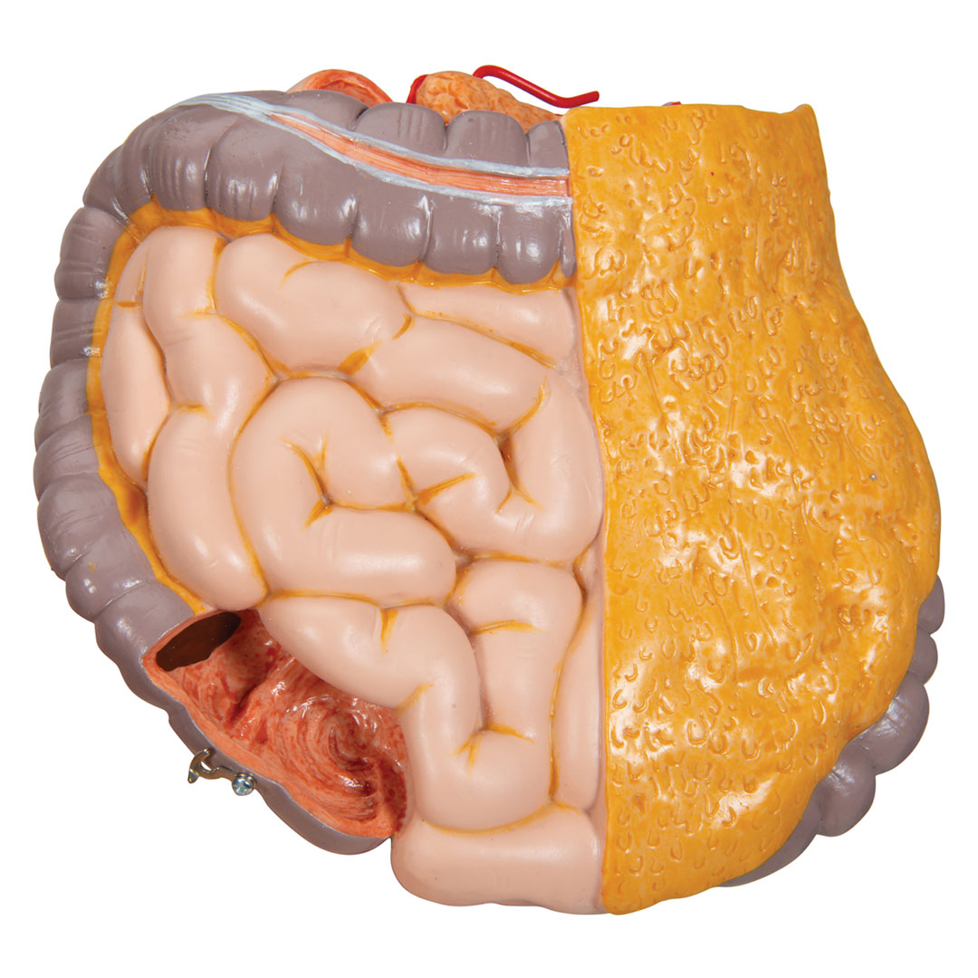 3B SCIENTIFIC Schultorso mit Kopf, 14-teilig (B13)