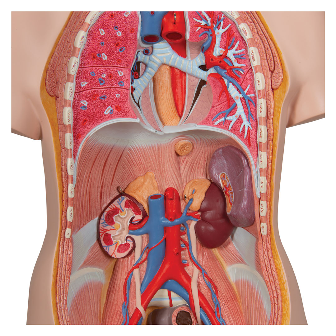 3B SCIENTIFIC Torso m.Kopf, 2-geschlechtl.,20-teilig(B32)