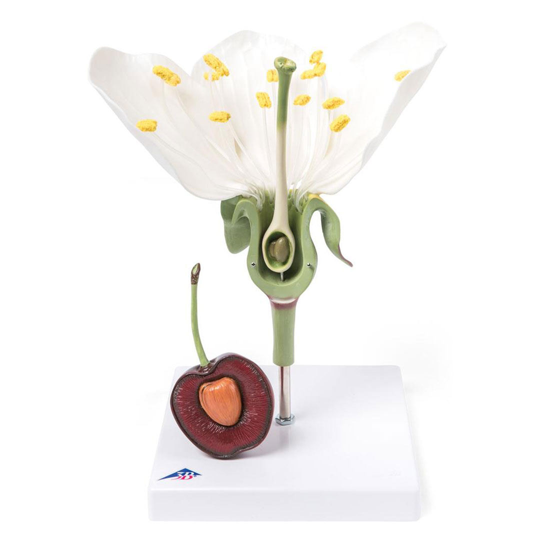 3B SCIENTIFIC Kirschblüte mit Frucht (T21019), 7-fach, 3-teilig