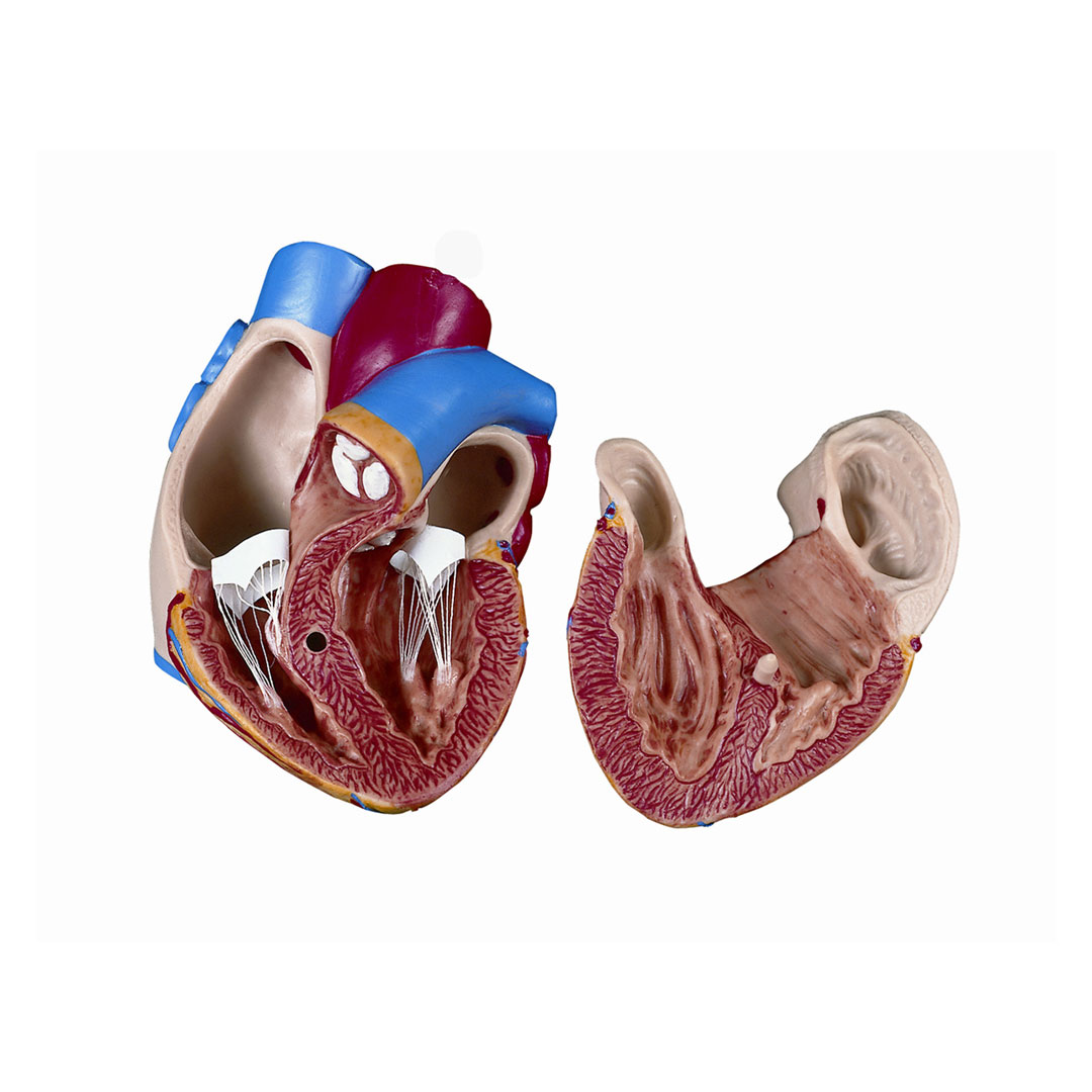 3B SCIENTIFIC Herz 2-teilig, Ersatz zu Torso