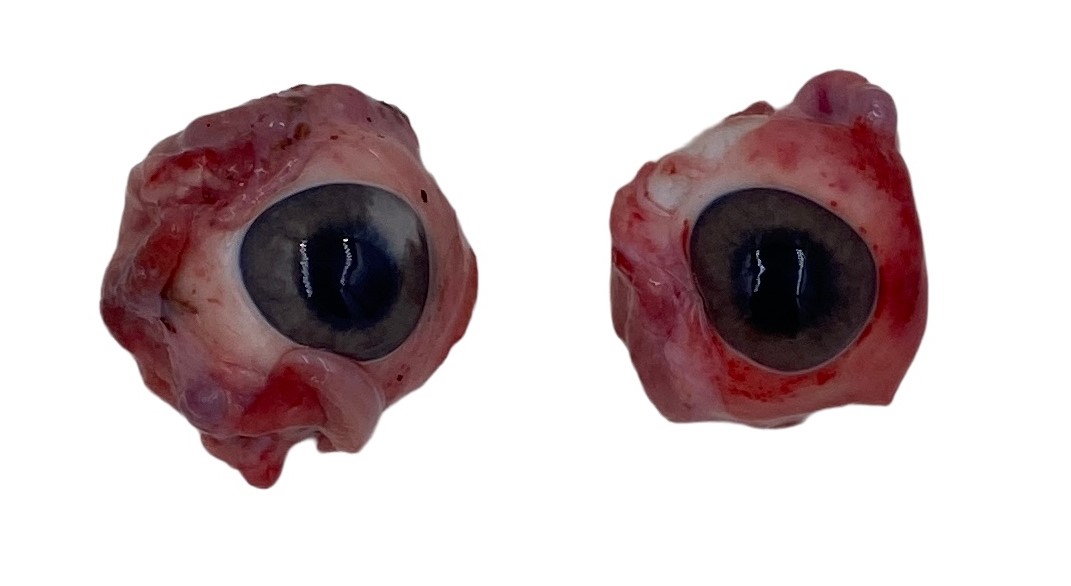 Auge vom Schwein, 2Stk.