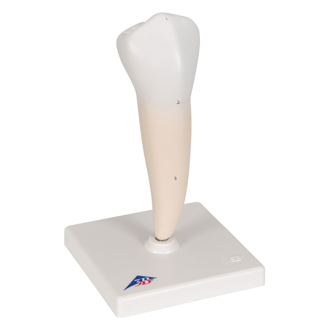 3B SCIENTIFIC Backenzahn, unten, einwurzelig (D10/3)