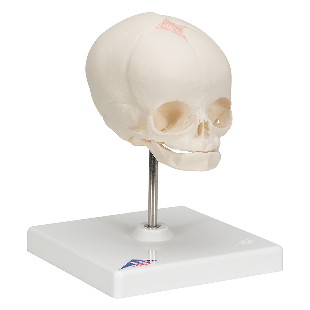 3B SCIENTIFIC Fetus-Schädel auf Stativ (A26)