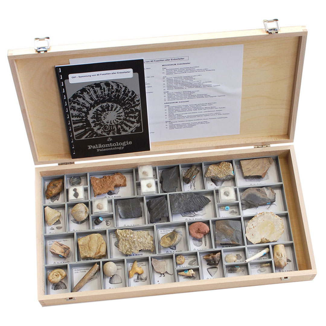 Fossiliensammlung 40 Fossilien,  (U75025) Grösse: 26x50 x6.5cm