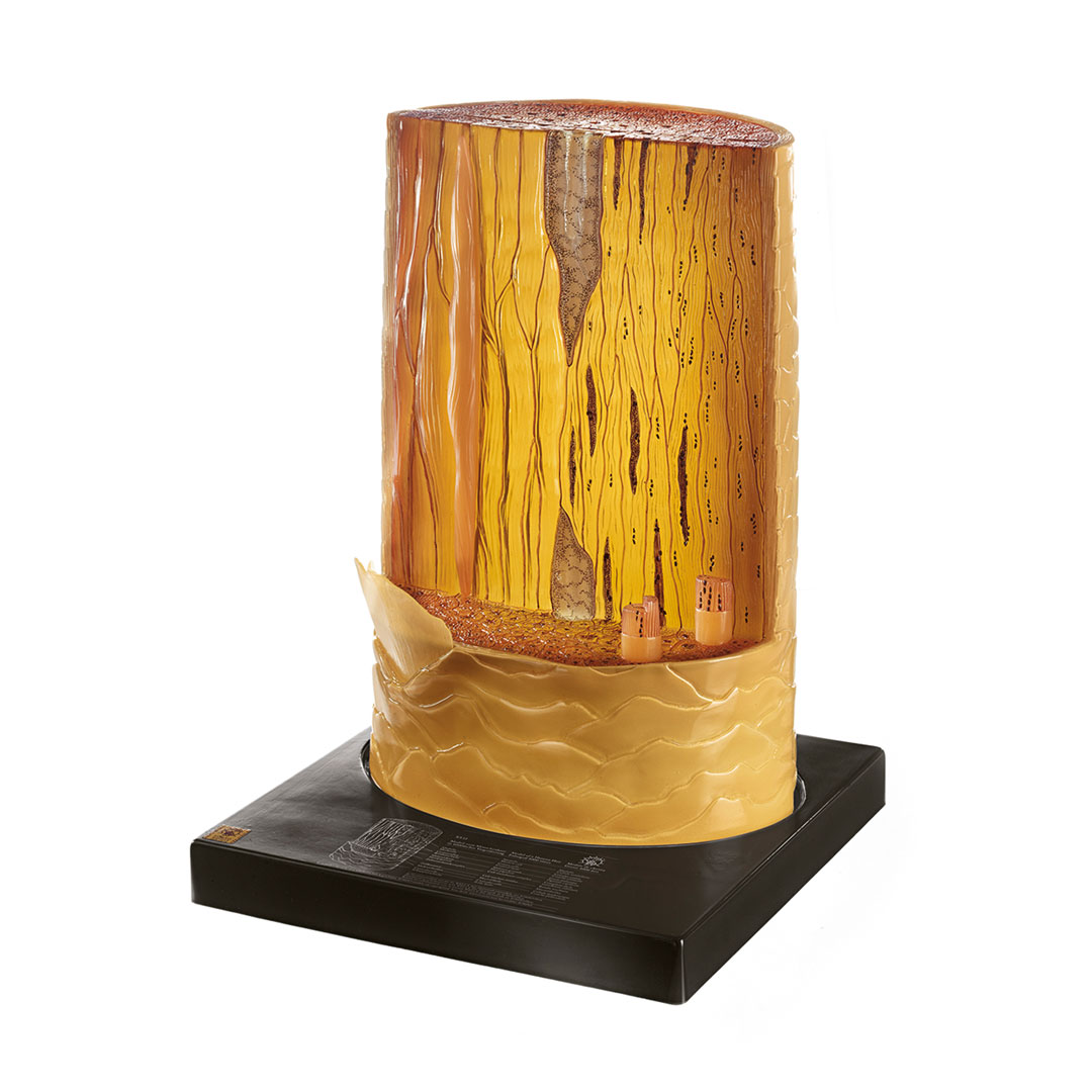 SOMSO® Menschenhaar, Modell*