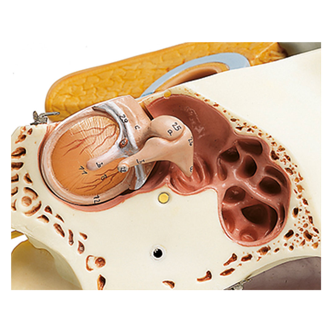 SOMSO® Gehörorgan mit Ohrmuschel, 4-fach