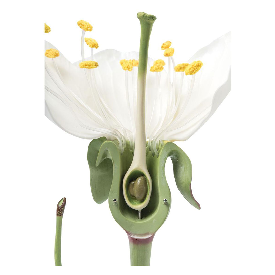 3B SCIENTIFIC Kirschblüte mit Frucht (T21019), 7-fach, 3-teilig