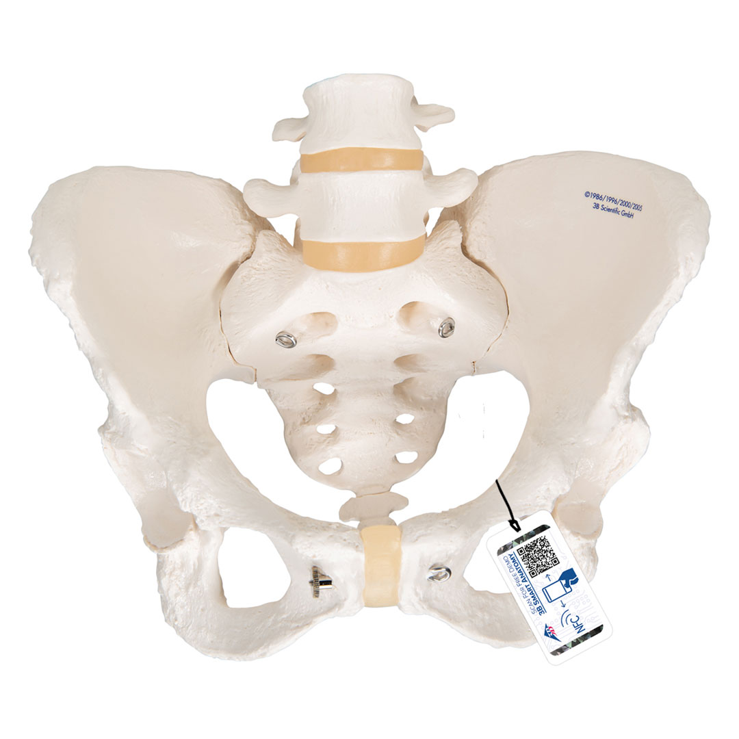 3B SCIENTIFIC Weibliches Becken, Skelett (A61)