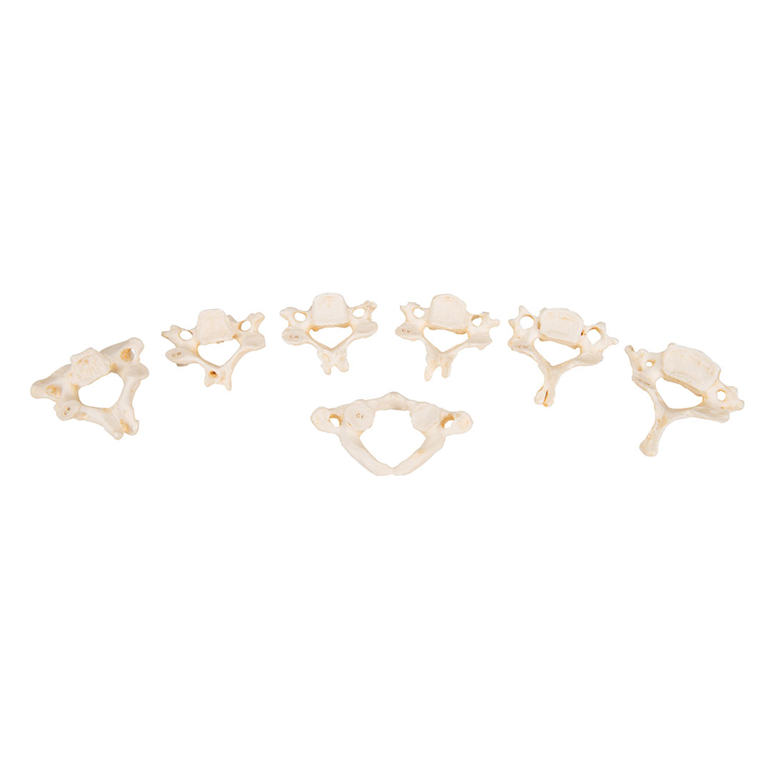 3B SCIENTIFIC Wirbel, Set mit 24 Wirbeln (A793)