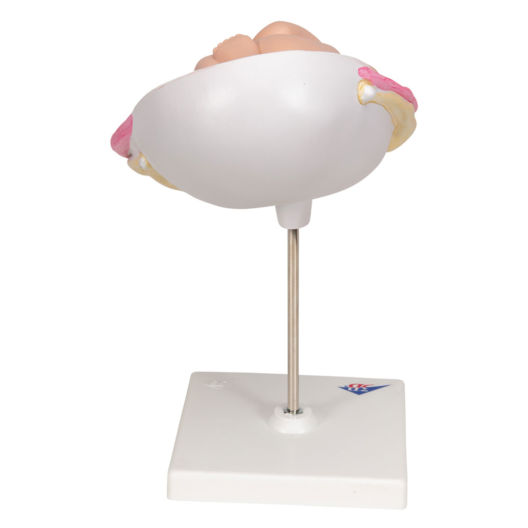 3B SCIENTIFIC Uterus mit Fetus, 7. Mt., 2-tlg. (L10/8)