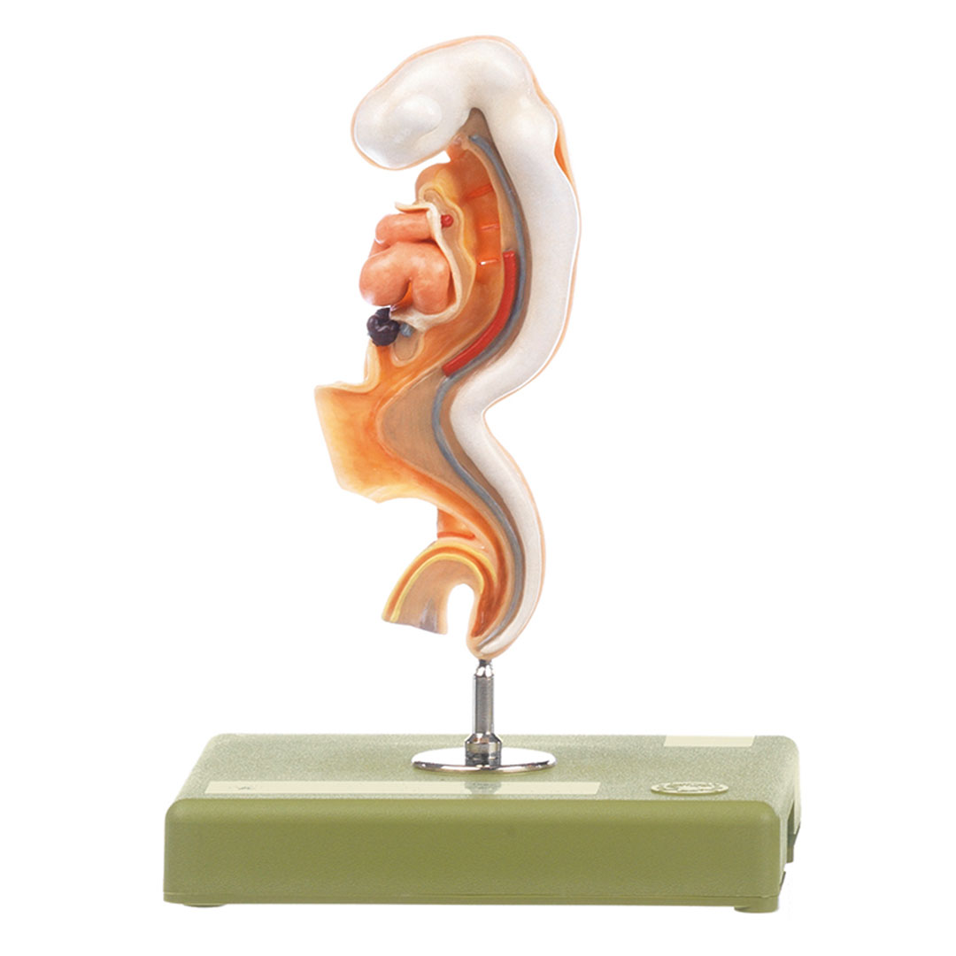 SOMSO® Anatomie menschlicher Embryo unzerlegbar