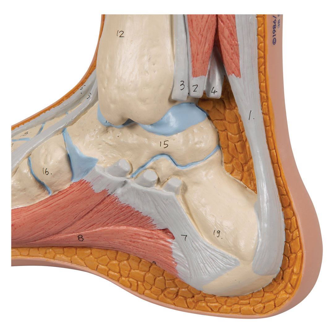 3B SCIENTIFIC Normalfuss, natürl. Grosse (M30)