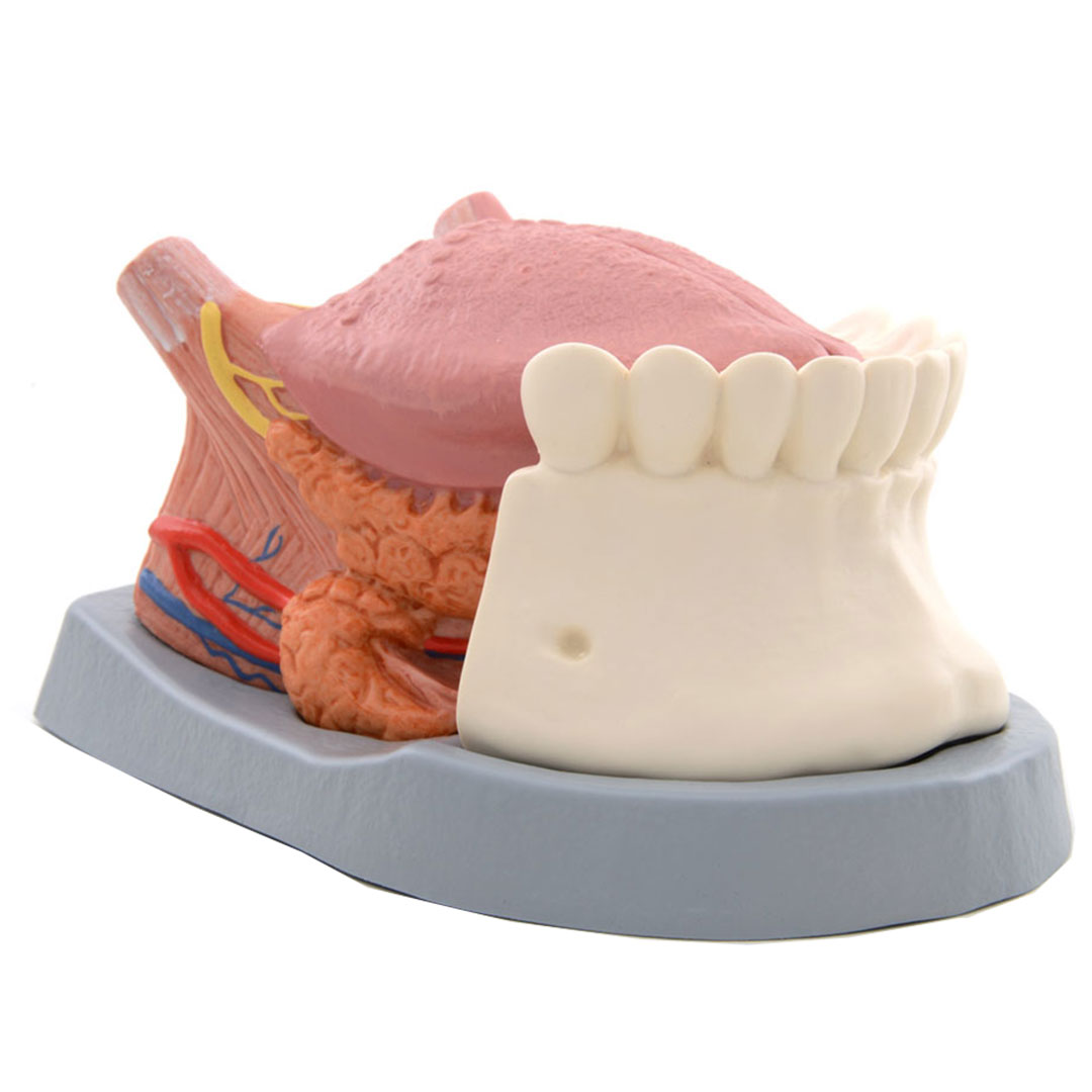 3B SCIENTIFIC Zungenmodell, 2,5fach, 4-teilig (T12010)