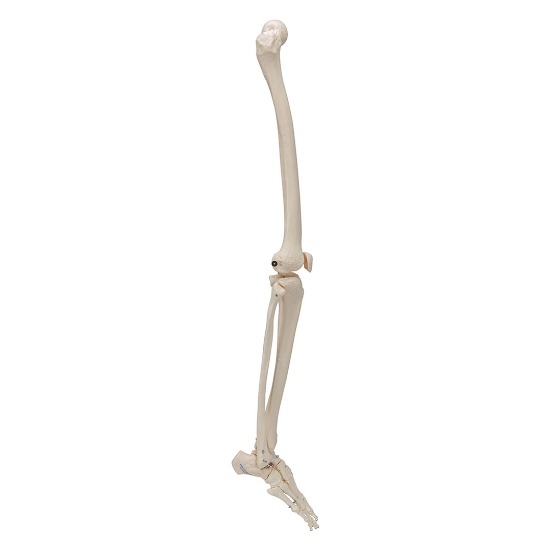 3B SCIENTIFIC Beinskelett Modell mit Fuß (A35R)