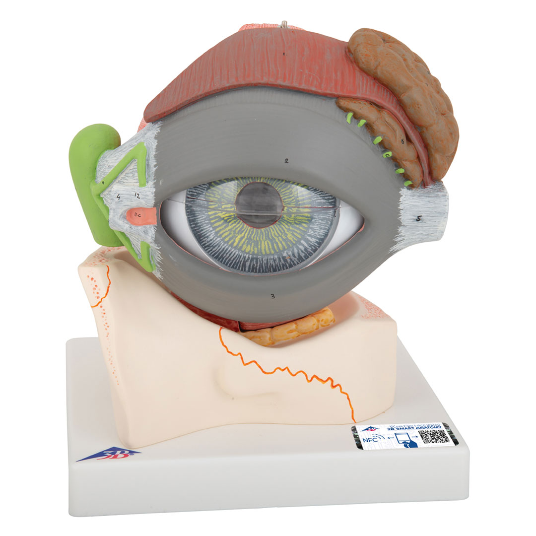 3B SCIENTIFIC Auge mit Lid, 8-tlg. (F12)