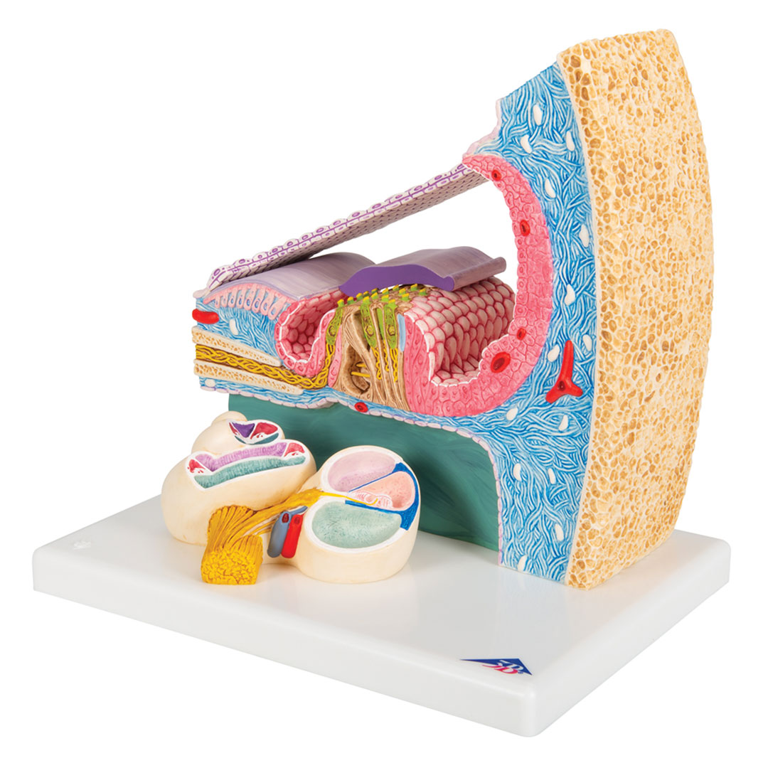 3B SCIENTIFIC Cortisches Organ (E14), 26x19x26cm