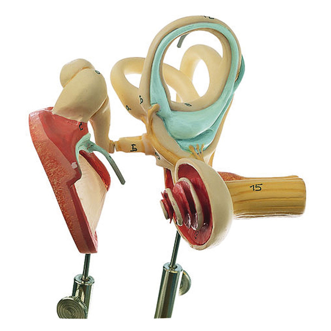 SOMSO® Labyrinth m.Gehörknöchelchen+Trommelfell