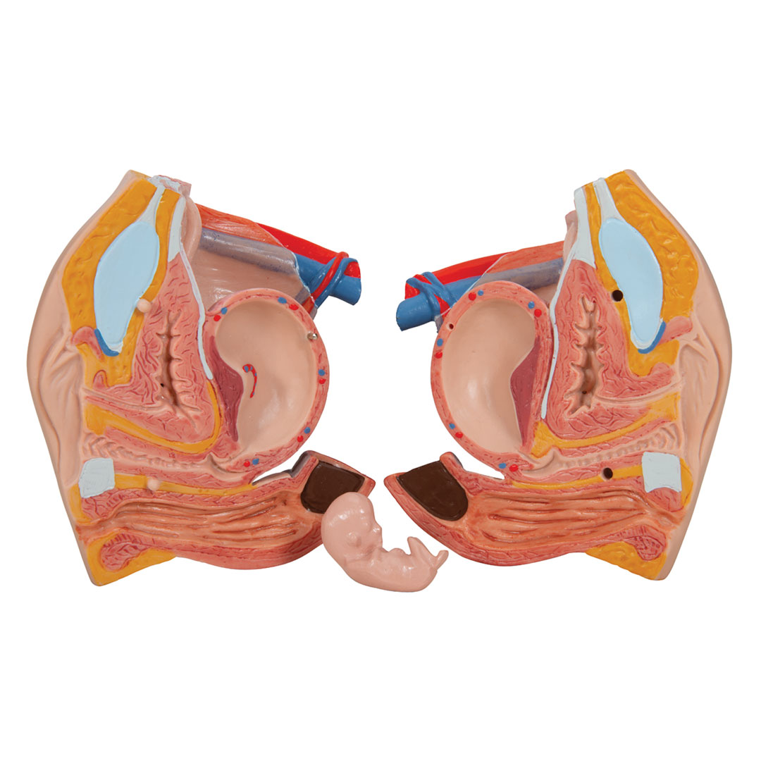 3B SCIENTIFIC Torso mit Kopf, mit Embryoeinsatz, w/m, 24-tlg. (B30)