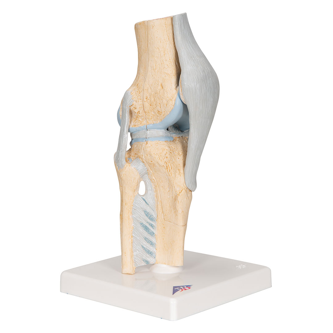 3B SCIENTIFIC Knie, Gelenkschnitt-Modell, Grösse 2x12x24cm (A89)