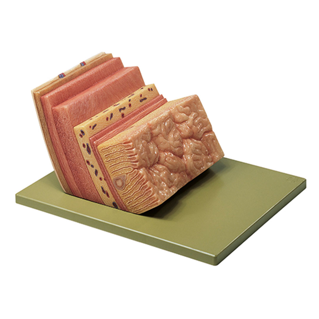 SOMSO® Magenwand SOMSO® Magenwand