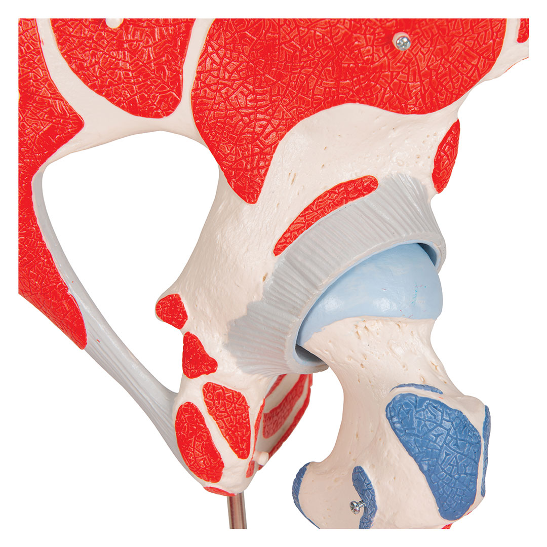 3B SCIENTIFIC Hüftgelenk, 7-teilig, Grösse 18x32x18cm (A881)