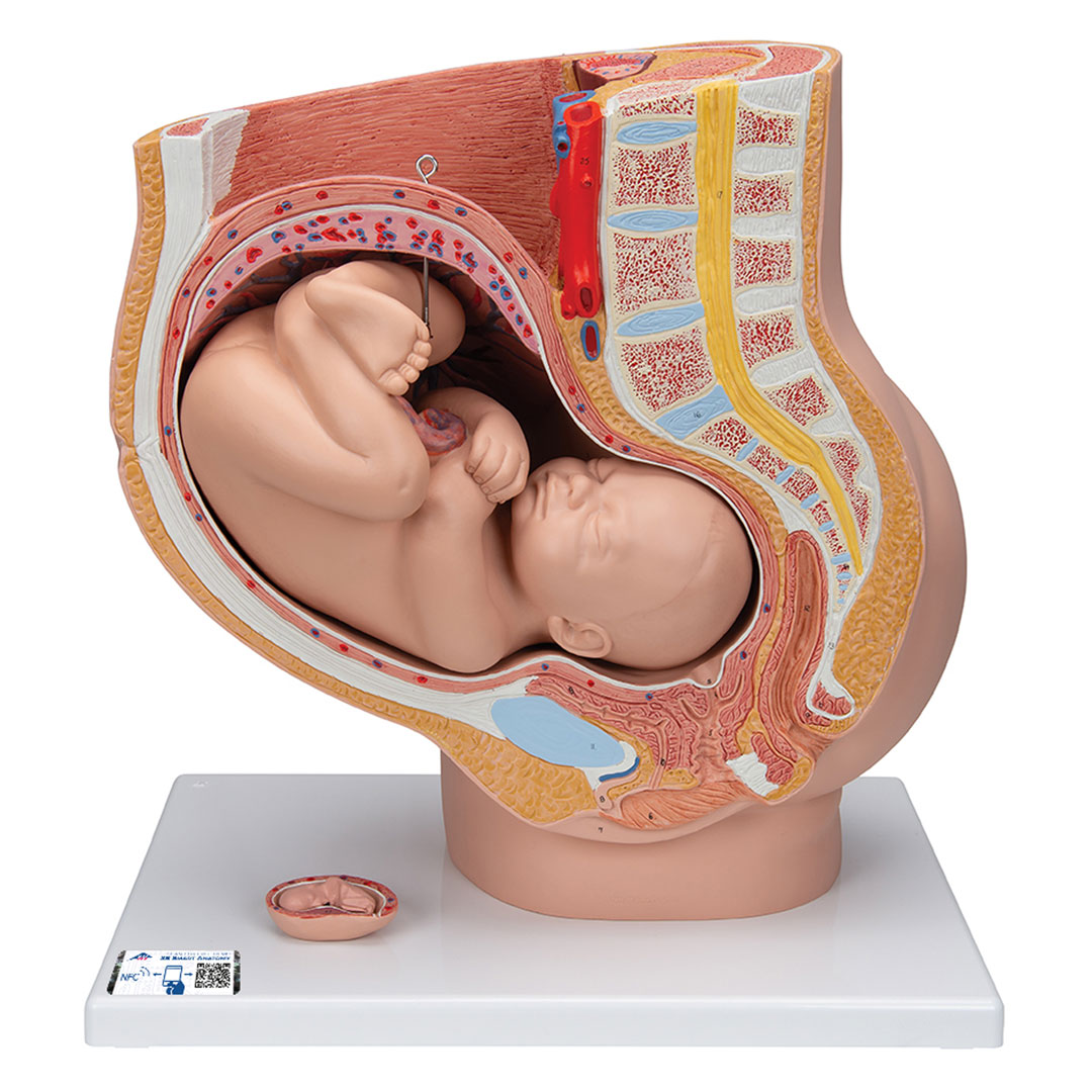 3B SCIENTIFIC Schwangerschaftsbecken, 3-tlg. (L20)