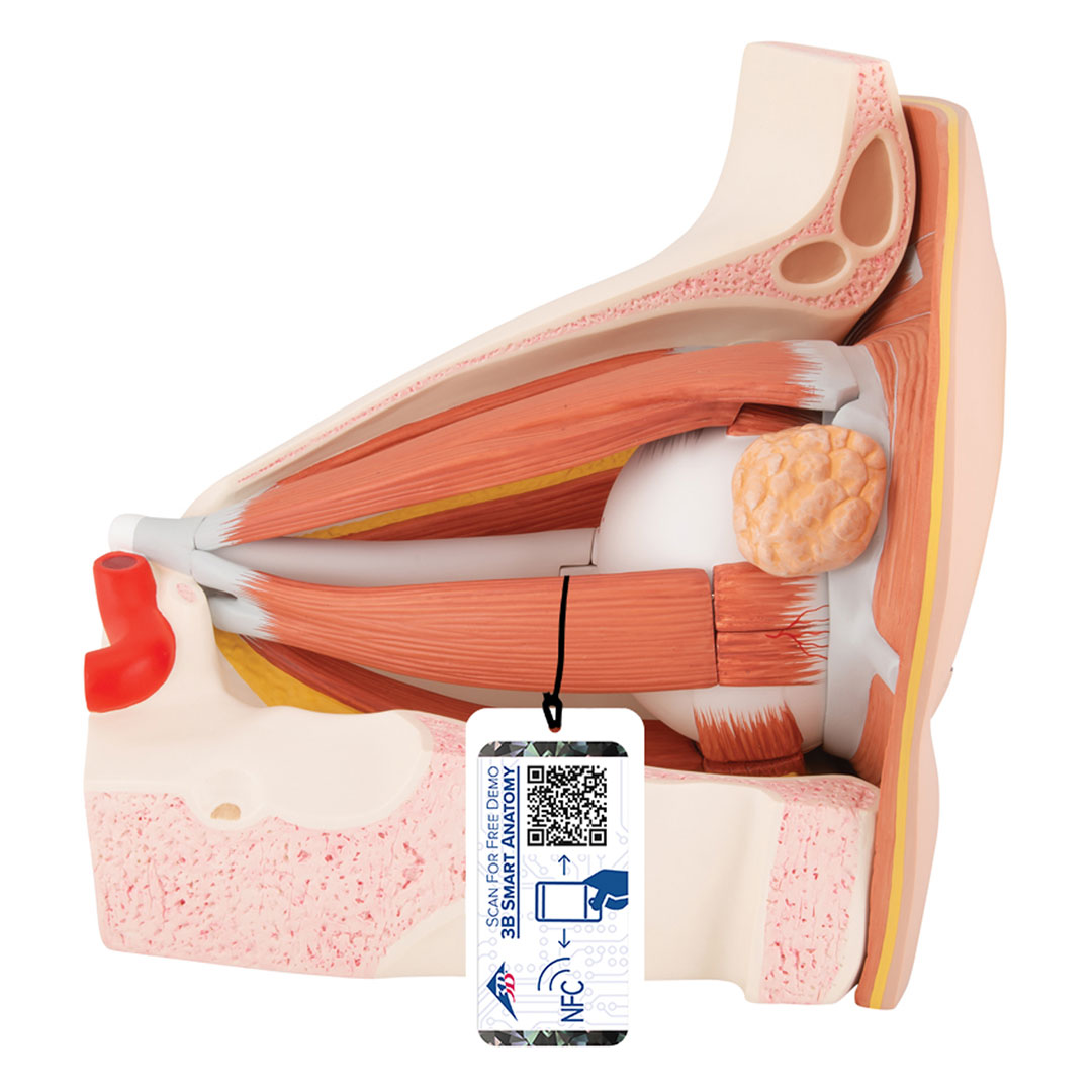 3B SCIENTIFIC Auge in Augenhöhle 11-tlg. (VJ500A)