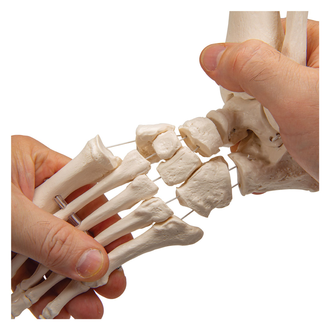 3B SCIENTIFIC Fussskelett m.Schienbein-+Wadenbeinst. (A31/1) Grösse 7x16x22cm